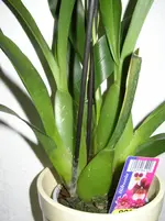 Kopie von P1010035.webp