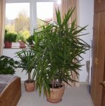 Yucca hausgarten 5.jpg