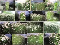 Rosenhecke 2010v.webp