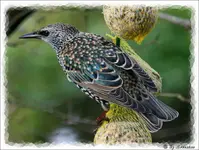 IMG_3751-11112010.webp