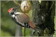 IMG_3252-23102010 (1 von 1).webp