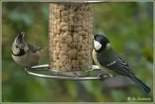 IMG_3234-23102010 (1 von 1).webp