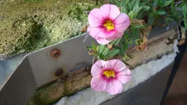 2010 11 10 023.webp