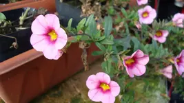 2010 11 10 024.webp