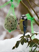 Blaumeise argt.webp
