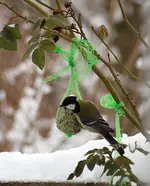 Kohlmeise 2.webp
