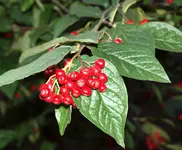 a schön rot.webp