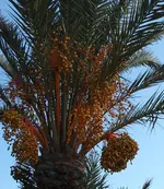 Datteln.webp