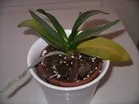 IMGP0044.webp