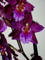 DSCI1257a.webp