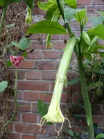 Garten 015.webp