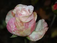Garten 012.webp