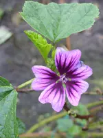 Garten 014.webp