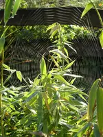 Garten 003.webp