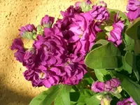 Levkoje.webp