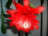 Osterkaktus.webp