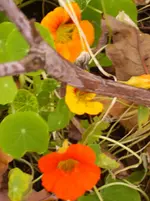 N 086.webp
