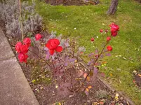N 090.webp