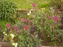 N 097.webp