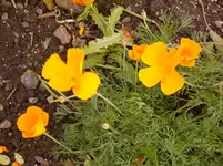 N 098.webp
