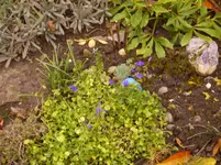 N 102.webp