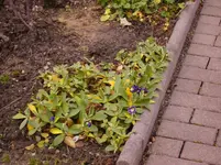 N 089.webp