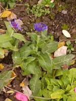 N 099.webp