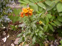 N 080.webp