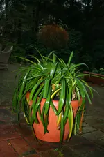 IMG_2607.webp