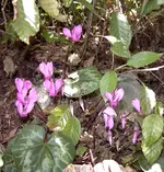 Alpenveilchen1.webp