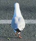 Moewe.webp