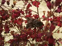 _ILD0146.webp
