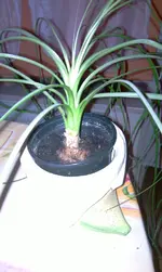 Palme_Isolde_1.webp