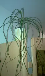 Palme_Isolde_2.webp