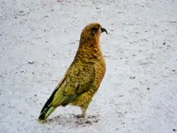 Kea v.webp