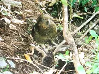 Kea (1) v.webp
