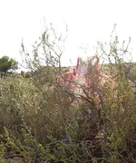 P9289974 b1.webp