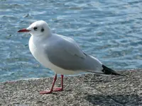 Möwe.webp