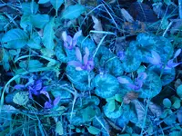 Cyclamen.webp