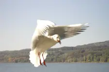 Möwe1.webp