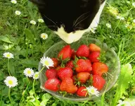 1.Erdbeeren v.webp