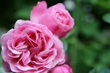 Rose.webp