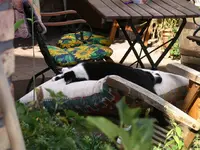 Minka im Garten.webp