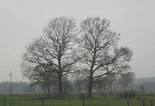 2 Eichen.webp