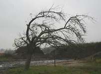alter Baum mit Wetterseite.webp