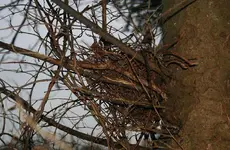 altes Vogelnest.webp