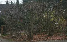 Baumrondell.webp