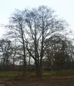Eiche1.webp