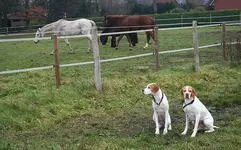IuG vor Pferdekoppel.webp