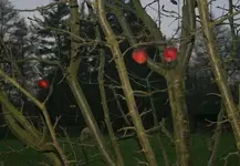 letzte Äpfel.webp